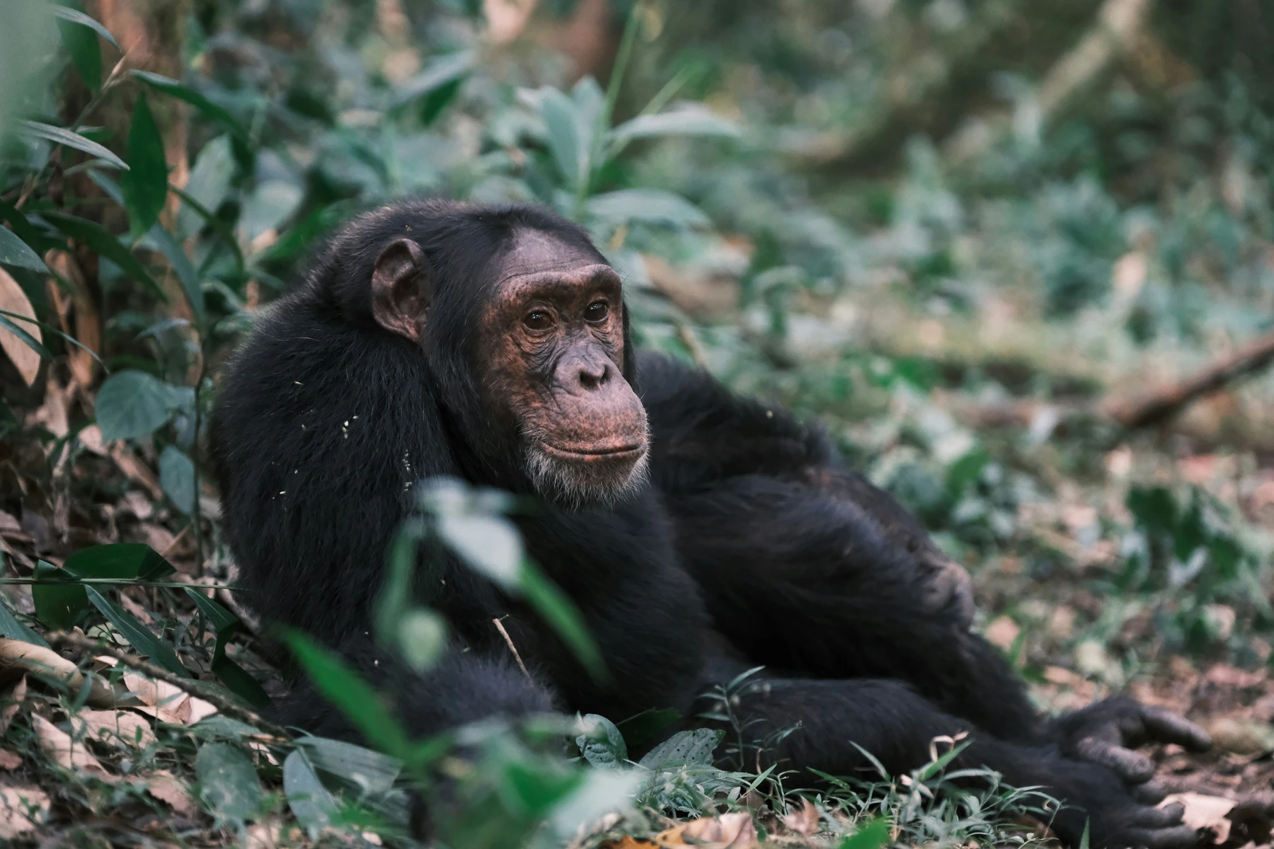 Chimpanzee in Kibale Forest